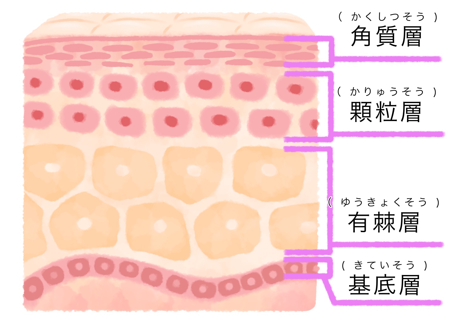 肌トラブル　原因